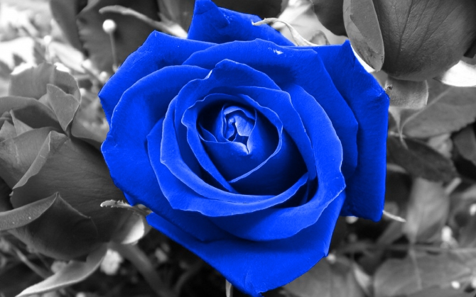 Ярко-синяя роза