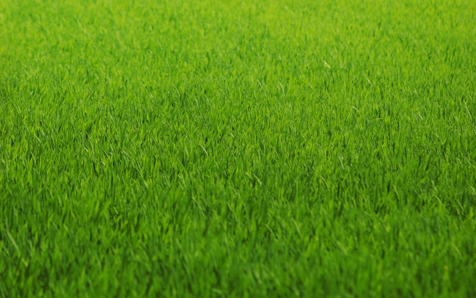 Полевая трава