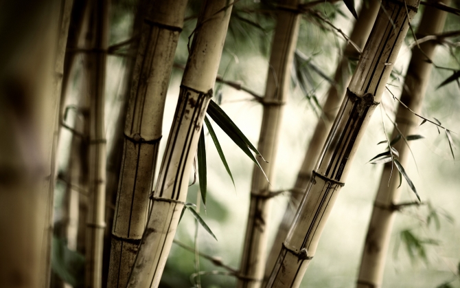 Деревянный бамбук