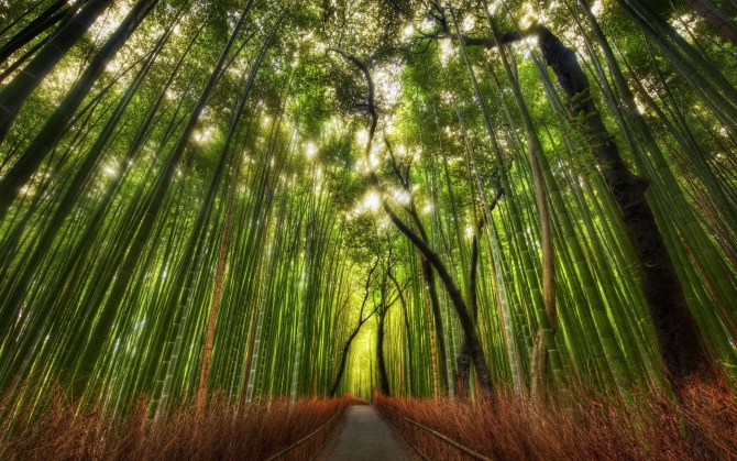 Красивый бамбуковый лес
