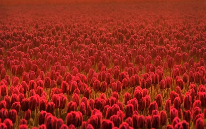 Море красных тюльпанов