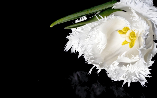 Белый махровый тюльпан