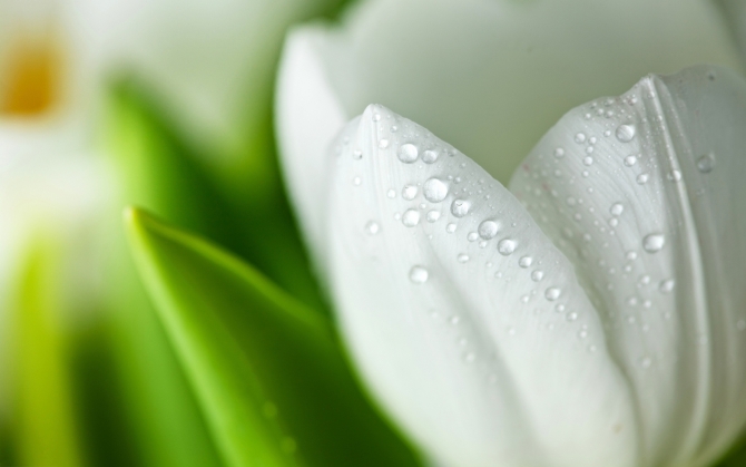 Лепестки белого тюльпана