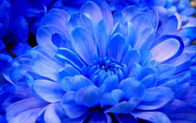 Синяя хризантема