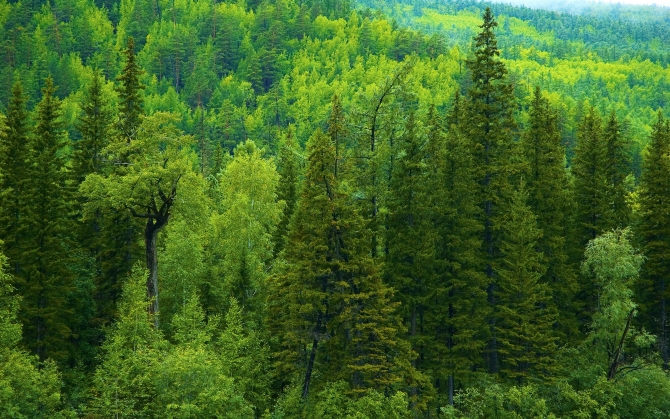 Сибирский лес