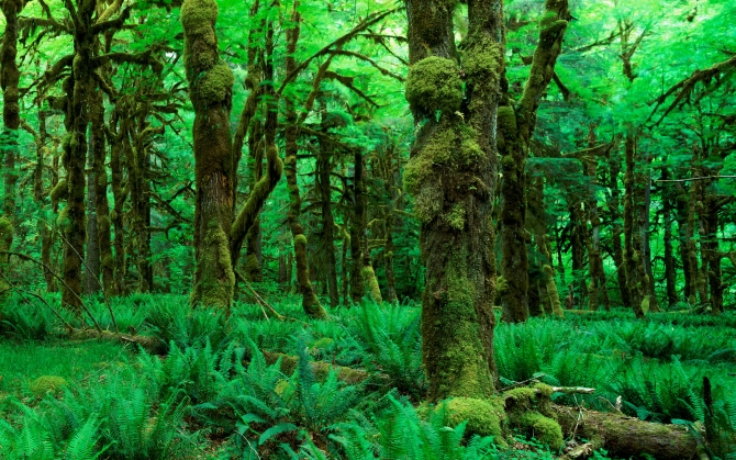 Зеленый лес