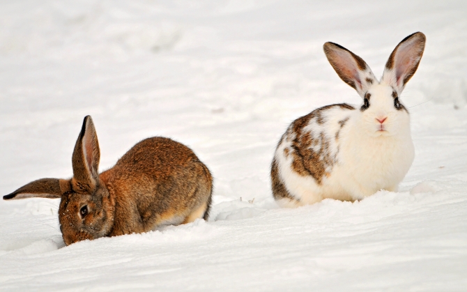 Кролики на снегу