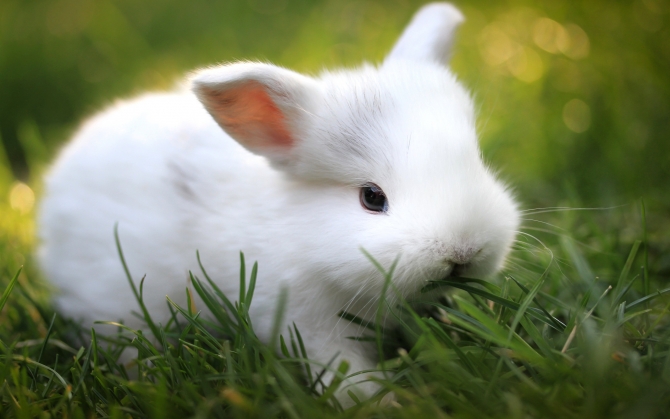 Белый крольчонок