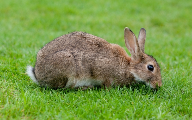 Кролик или заяц? :)