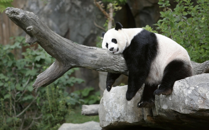 Прикольная панда
