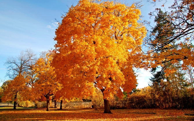 Золотые деревья осенью