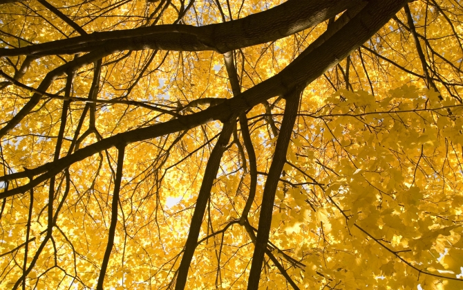 Желтые листья осенью