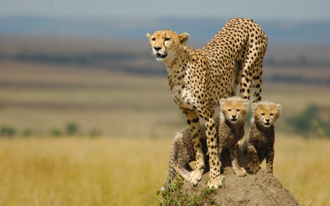 Семейство гепардов