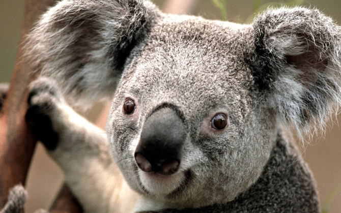 Позитивная коала
