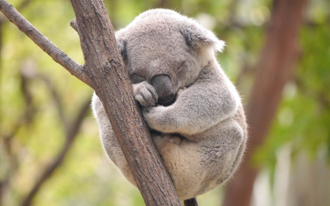 Коала спит на дереве