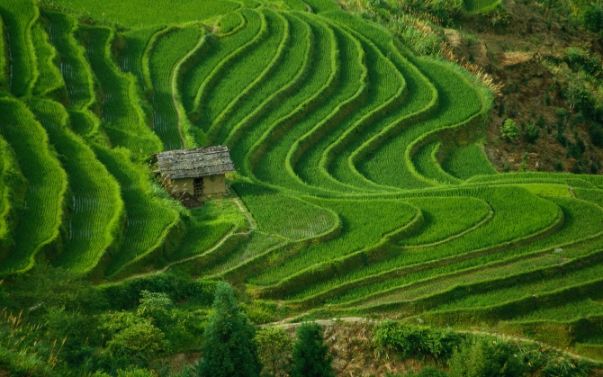 Зеленые поля в Китае
