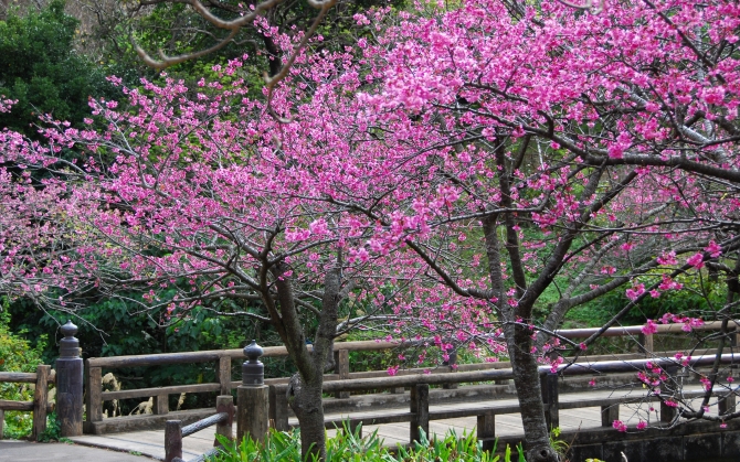 Деревья сакуры