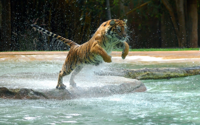 Тигр прыгает в воду