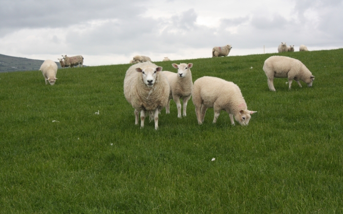 Овцы на траве