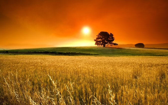 Закат над желтым полем