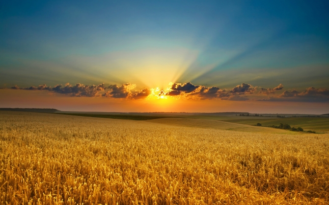 Закат над пшеницей