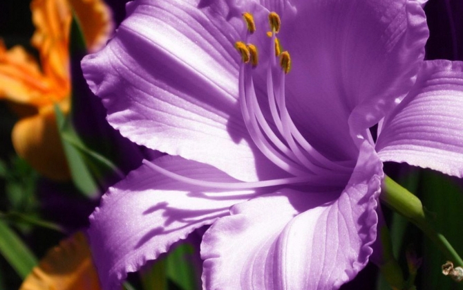 Фиолетовый амариллис