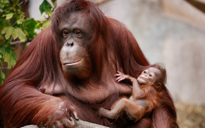 Орангутан с детенышем