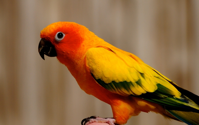 Желто-оранжевый попугайчик