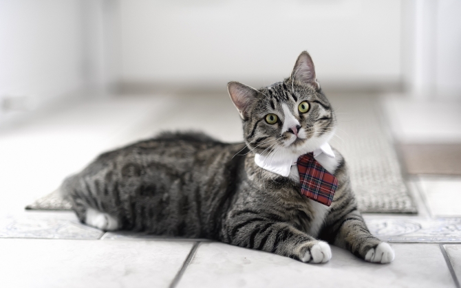 Кот с галстуком