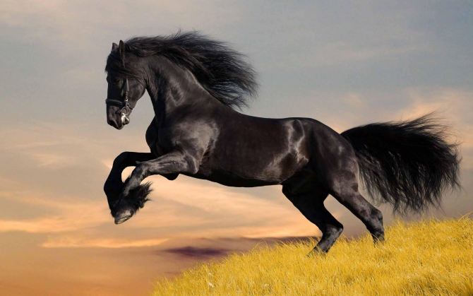 Конь красавец