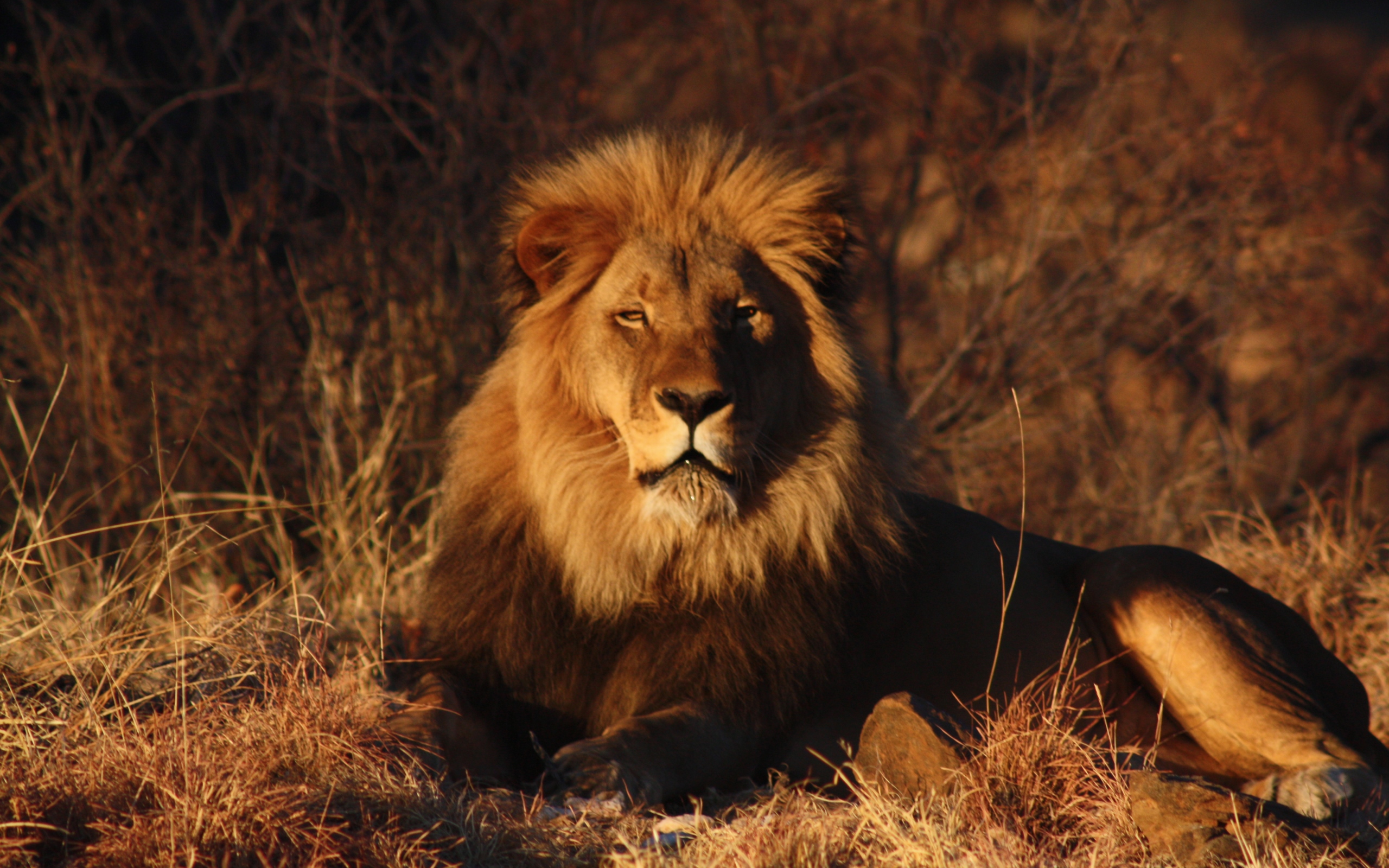 Про львов зверей. Лев. Лев царь зверей. Африканский Лев. Красивый Лев.