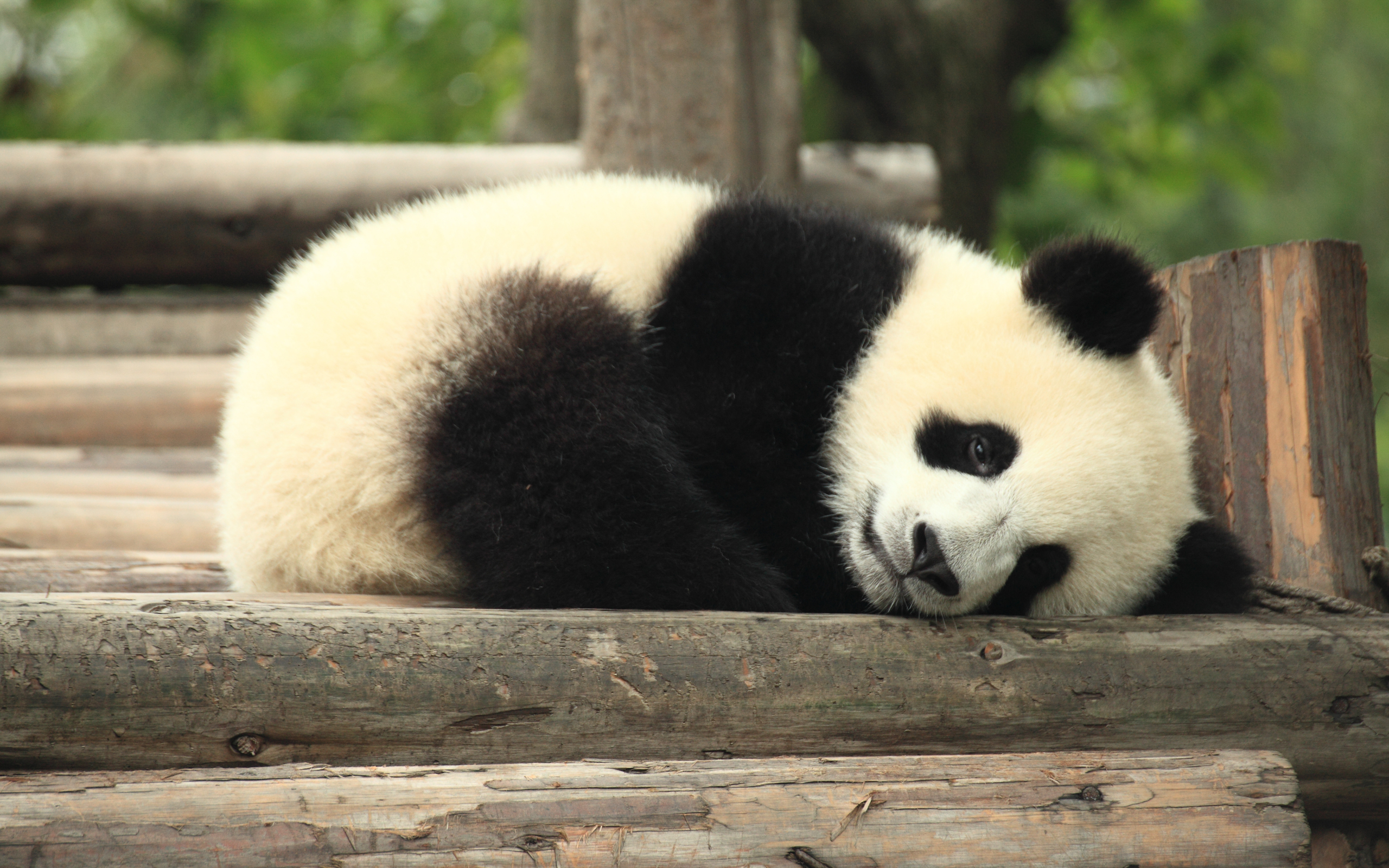 萌萌哒！柏林动物园大熊猫呼呼大睡