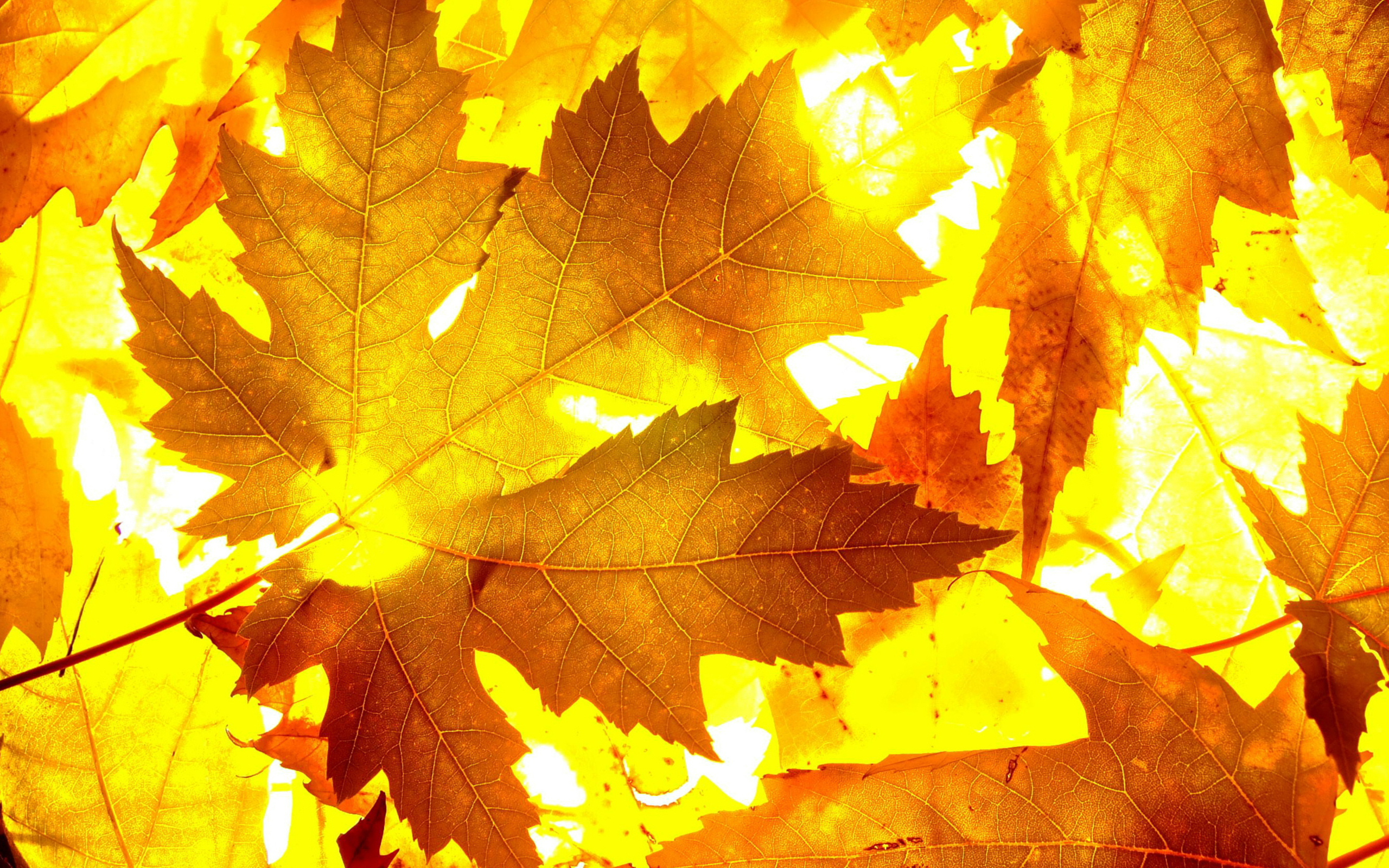 Осенние листья обои для рабочего стола, картинки и фото - RabStol.net