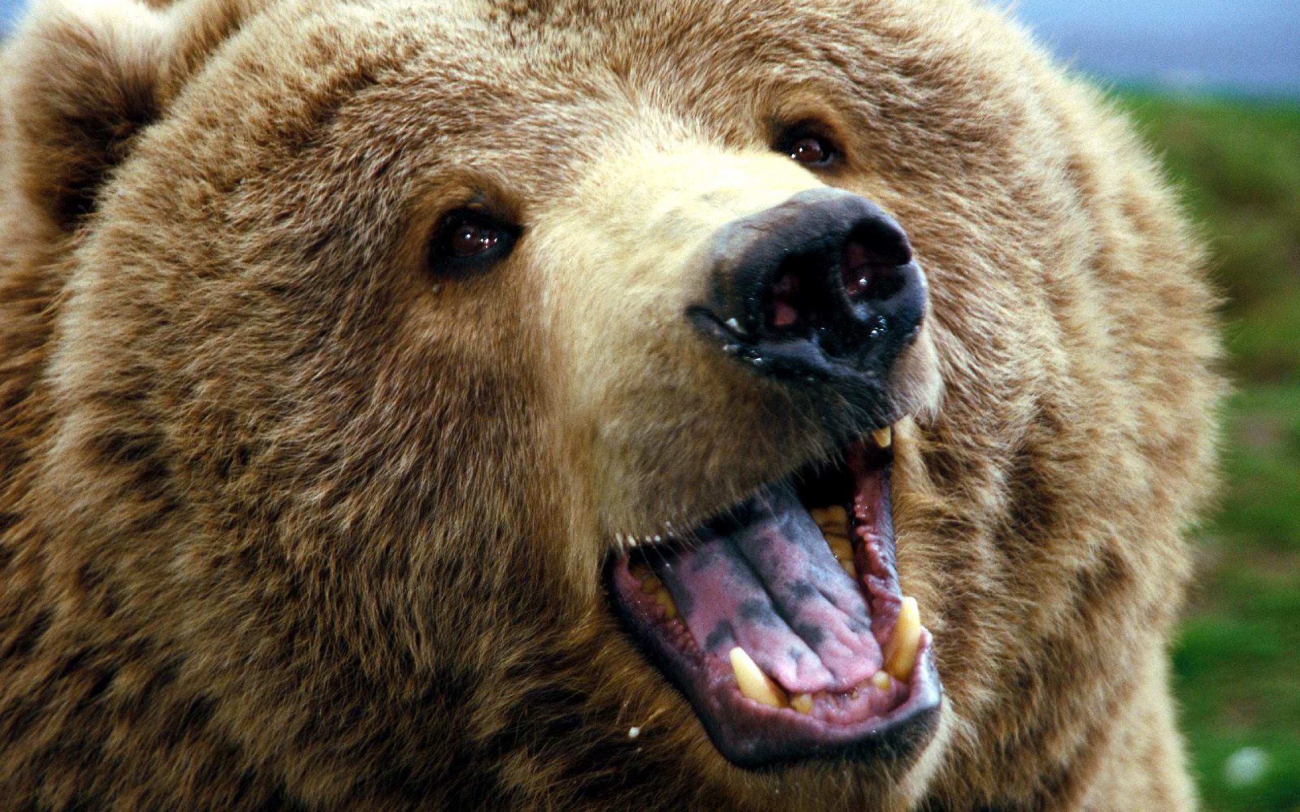 Bears are you happy. Медведь Гризли злой. Северная Америка медведь Гризли. Гризли североамериканский бурый медведь. Медведь Гризли Россия.
