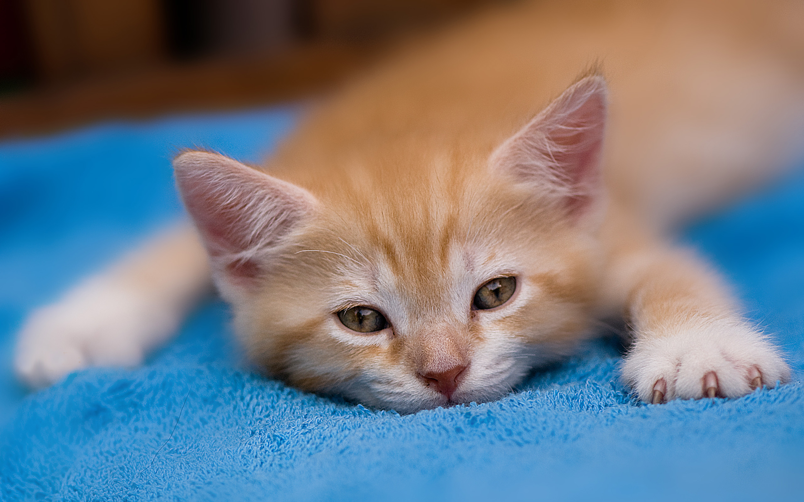 Симпатичный котенок. Рыжий котёнок. Милые котики. Картинки на рабочий стол котята. Красивые котята.