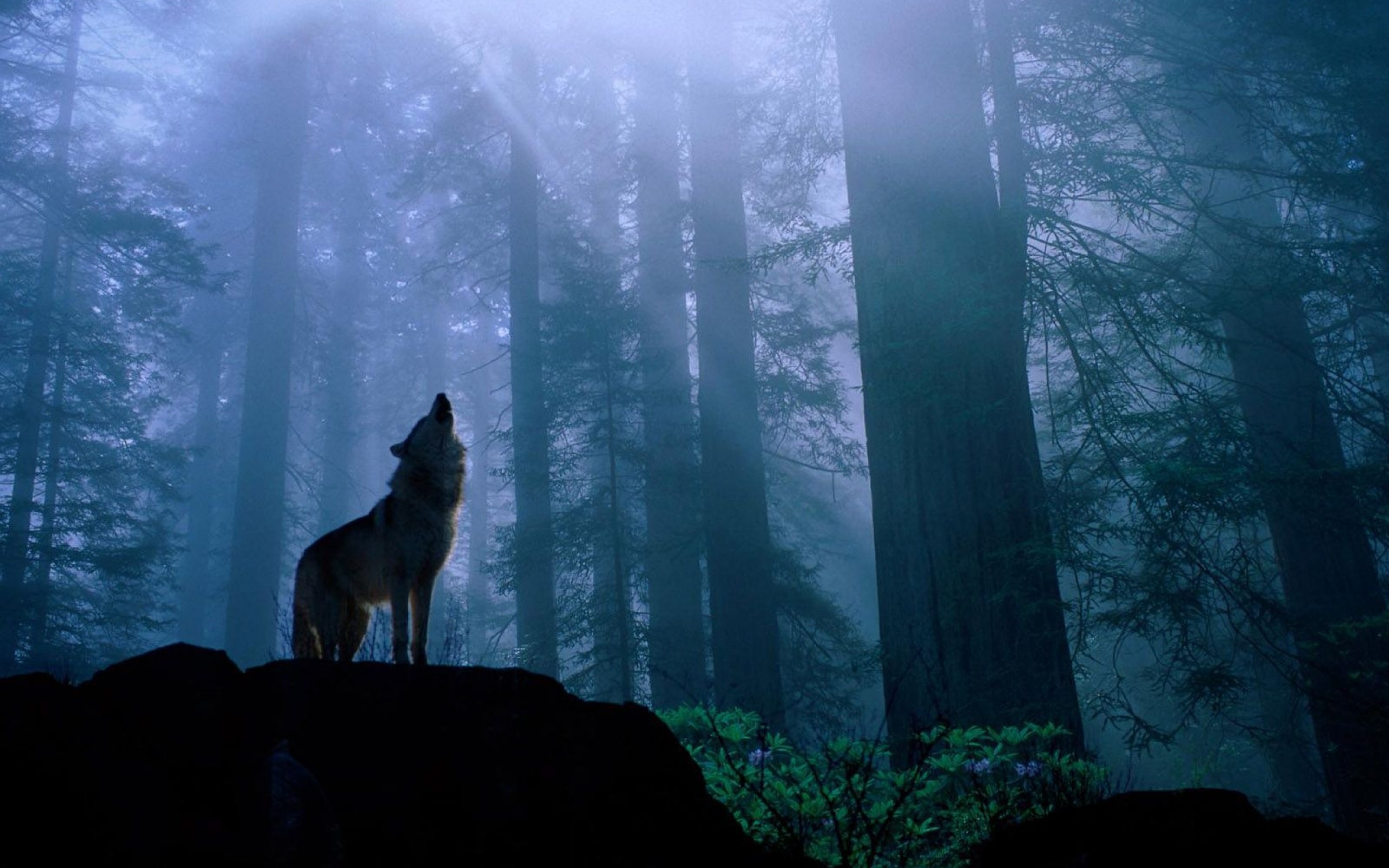 Спой в лесу. Волк в лесу. Воющий волк. Волк в темном лесу. Ночной лес волки.
