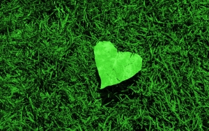 Зеленое сердечко на траве