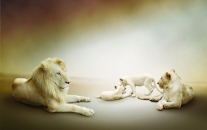 Семья белых львов