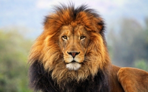 Взгляд льва