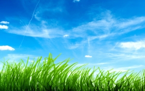 Трава и голубое небо