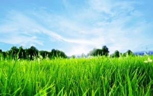 Зеленая трава и небо
