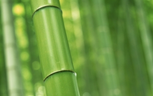 Стебель бамбука