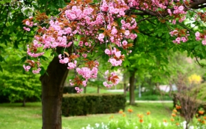 Цветущее дерево весной
