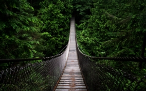 Подвесной мост в лесу
