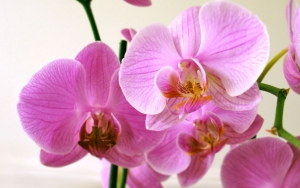 Красивая орхидея
