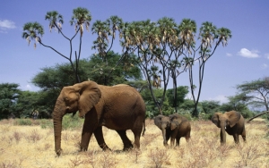Слониха и два слоненка