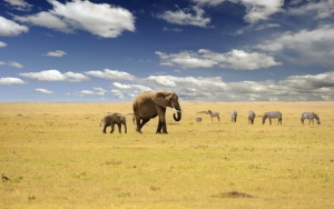 Слониха и слоненок