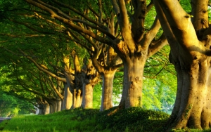 Деревья летом