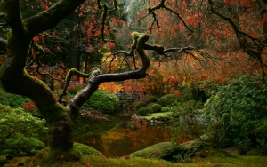 Лес в Японии