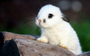 Маленький белый кролик